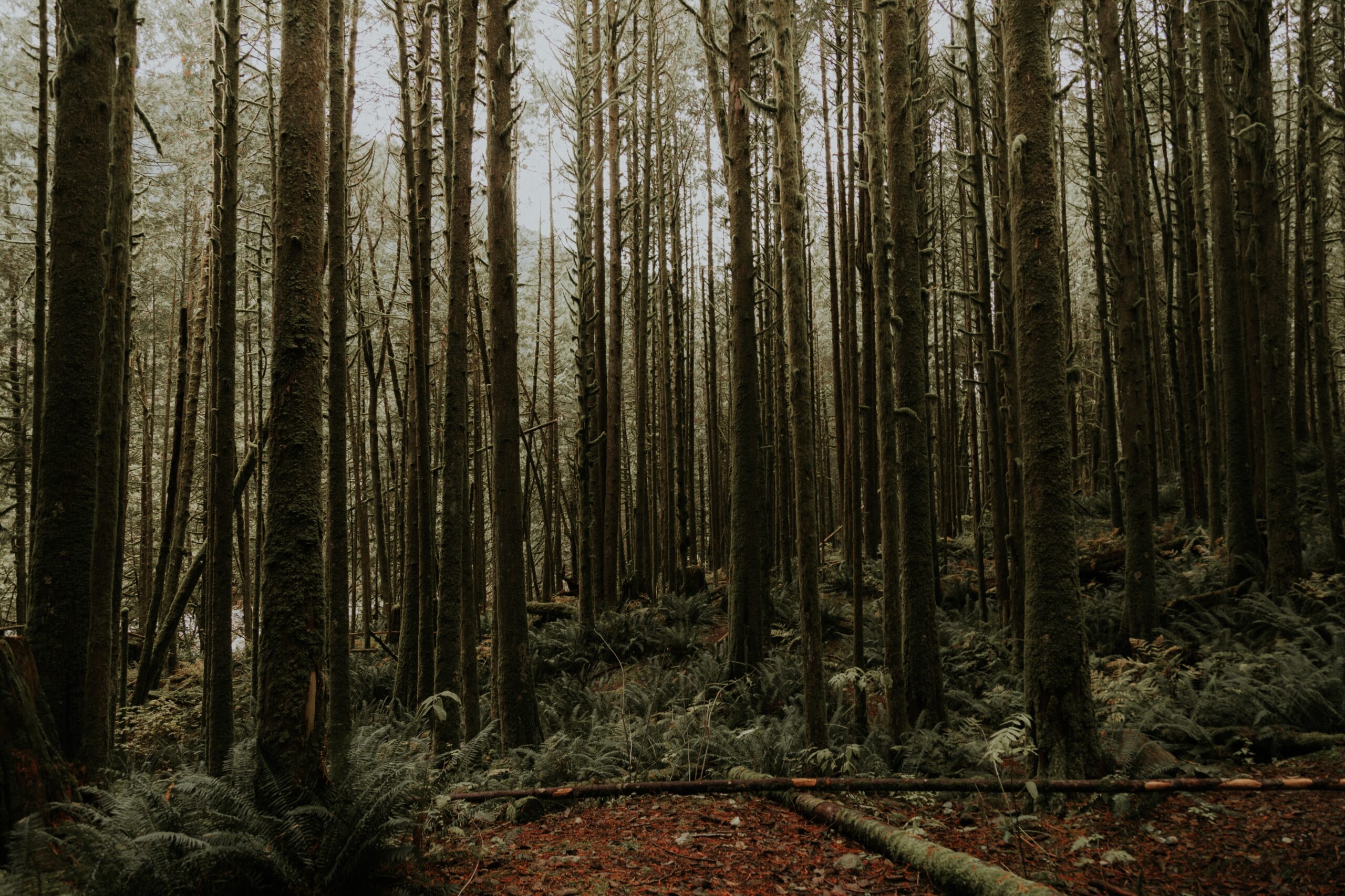 priscilla-du-preez-IzB22e1dn-o-unsplash